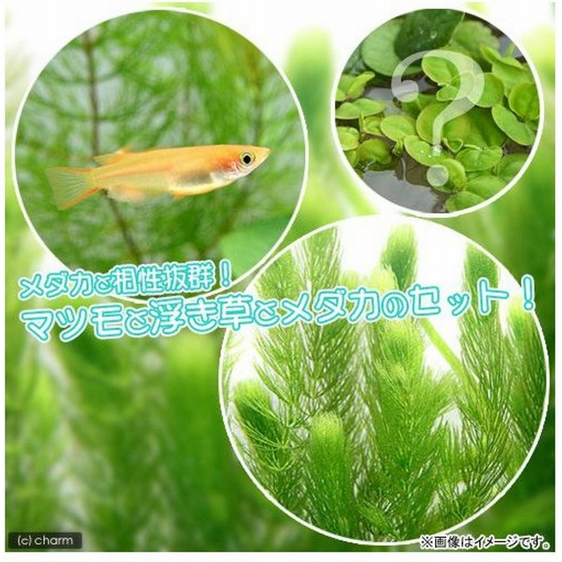 めだか 水草 楊貴妃メダカ 楊貴妃メダカ ４匹 マツモ 無農薬 ５本 おまかせ浮き草３種 北海道航空便要保温 通販 Lineポイント最大0 5 Get Lineショッピング