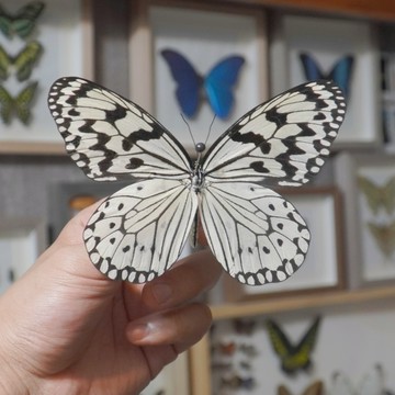 【現貨】🦋大白斑蝶🦋 蝴蝶 昆蟲 模型 乾貨三角紙包裝 #非活體 #類模型 #藝術品