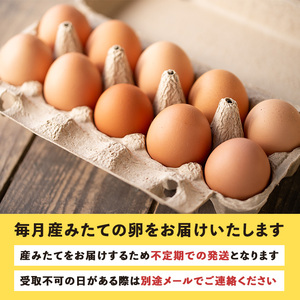 isa529 いちき農園のこだわり卵(計480個・40個×12カ月) 平飼い 鶏 たまご 卵 タマゴ 低コレステロール 無添加 抗生物質不使用 卵かけご飯 TKG 定期便