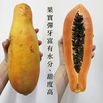 網室木瓜屏東台農二號 紅肉木瓜 友善小農 10斤/箱裝 (產地直銷 現採新鮮出貨)