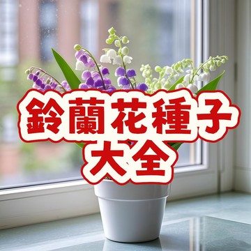 次日達-（ 新款鈴蘭花種子）當季新籽 發芽率高  多年生四季 開花不斷 花香濃郁 耐寒耐熱 陽台庭院盆栽#自留種