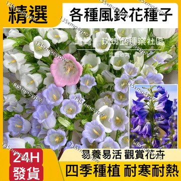 現貨【風鈴花種子】（250粒） 風鈴草種子 花卉種子 盆栽易種植 陽臺庭院觀花植物 四季種植 發芽率高 易養易活 種子