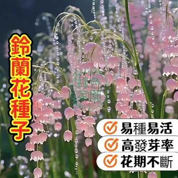 【鈴蘭花種子】香水百合 幸福歸來 君影草 幸福歸來 清新馥郁 林下植物 耐陰盆栽 花香清新 幸運之花