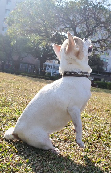 致吉娃娃 - 可愛犬項圈