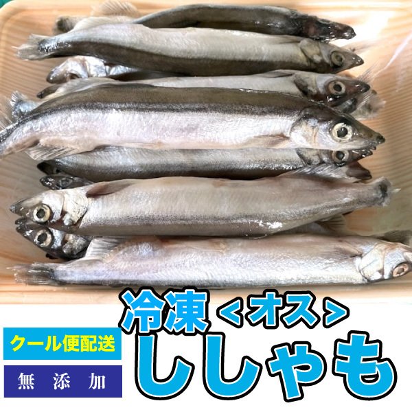 税込?送料無料】 冷凍餌 冷凍ししゃも 雄 約12cm前後 ししゃも オス 大型魚のエサ ※別途クール便送料爬虫類 両生類  turbonetce.com.br