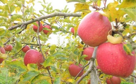 りんご（あいかの香り）５ｋｇ　ご家庭用　0075-2312