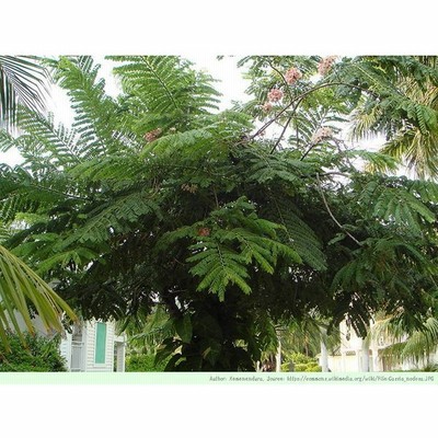 花木 低木 種子の通販 5件の検索結果 Lineショッピング