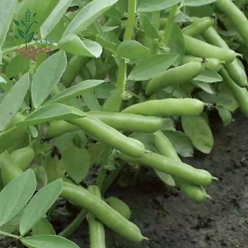 青禾園藝（蠶豆種子）四季蠶豆種子 超低價 當季新種 高產 易種 庭院蔬果 園藝植作 #自留種