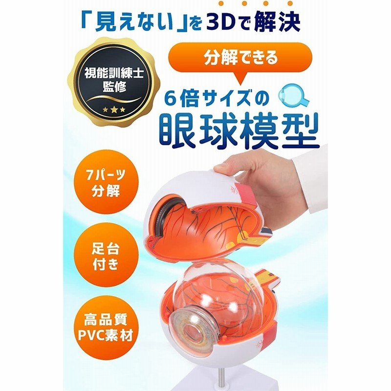 眼球医療用模型 眼球医療用模型