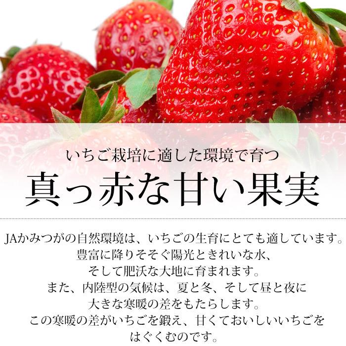 イチゴ 栃木県産 とちおとめ 又は とちあいか DX 2パック