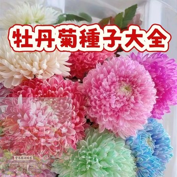 隔日達-（20款牡丹菊種子） 花中之王  四季種植  超級好看炫彩菊花 新手好養活 庭院觀賞耐寒花卉種子