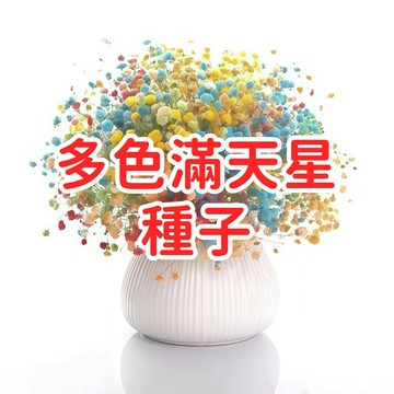 【多色滿天星種子】七彩混種 霞草 嬰兒的呼吸 盆栽花卉 花壇佈置 乾燥花材 開花機器 易種植 好照顧 適合台灣氣候