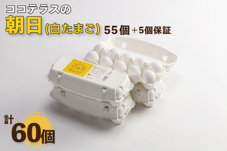 ココテラスの朝日（白たまご）55個   5個保証（計60個）