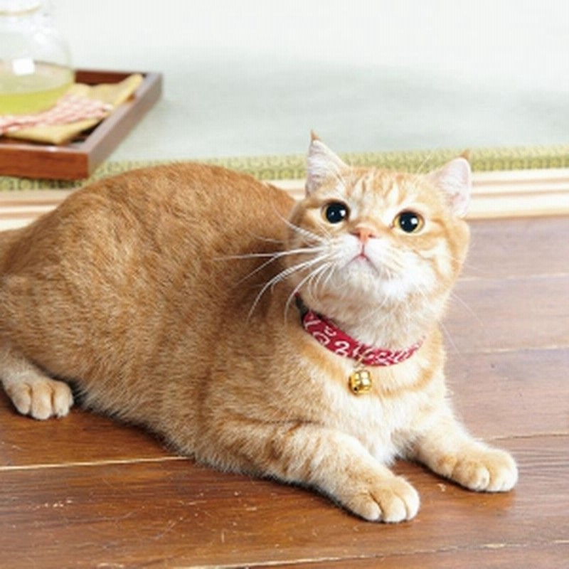 犬と生活 唐草ちりめん猫首輪 紺 猫用首輪 通販 Lineポイント最大1 0 Get Lineショッピング