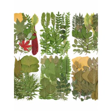 水晶滴膠杯墊干花包DIY材料押花植物書簽標本手機殼制作樹脂樹葉