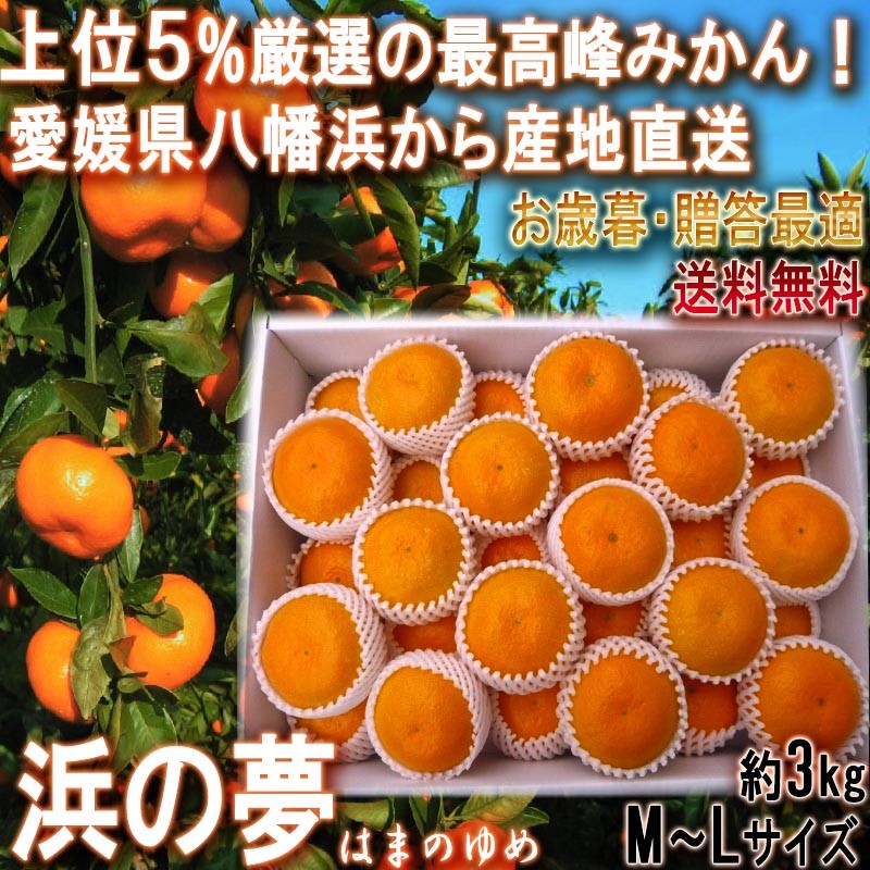 産地直送 浜の夢 温州みかん 約3kg M～Lサイズ 特秀品 愛媛県産 贈答品 愛媛の大産地、八幡浜から直送！最高ランクの厳選ギフト蜜柑