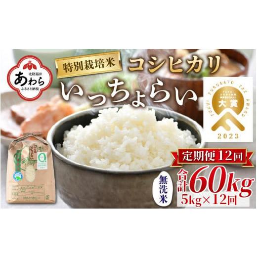 ふるさと納税 福井県 あわら市 《定期便12回》特別栽培米 いっちょらい 無洗米 5kg（計60kg）／ 福井県産 ブランド米 コシヒカリ ご飯 白米 新鮮…