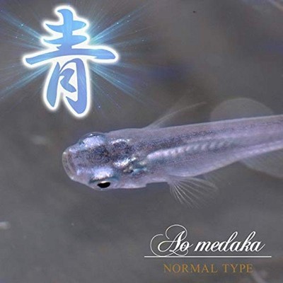 メダカ 鉄仮面系統青幹之メダカ 青みゆきメダカ 稚魚10匹 通販 Lineポイント最大0 5 Get Lineショッピング