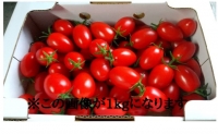 北海道仁木町産ミニトマト1kg×4箱