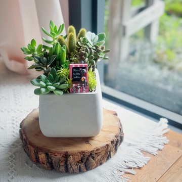 【開幕賀禮】水泥多肉組盆-方形11X11X10.新居落成.升官喬遷