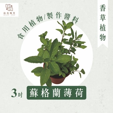 【拈花微笑】蘇格蘭薄荷｜3吋｜香草植物｜食用植物｜調味料｜泡茶飲用｜沙拉｜甜點｜藥用｜精油｜觀賞