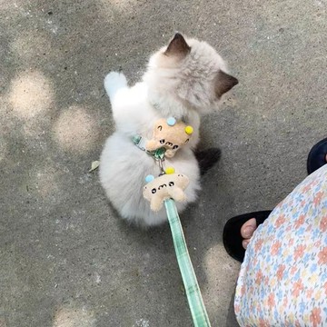 鋪 貓咪牽引繩防掙脫外出專用溜貓繩小型犬泰迪比熊胸揹帶繩子可調節 寵物專用 方便 解悶 出貨 胸背帶 狗狗背帶 狗狗牽繩