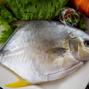 【有魚生鮮】養殖金鯧 650g(三去)