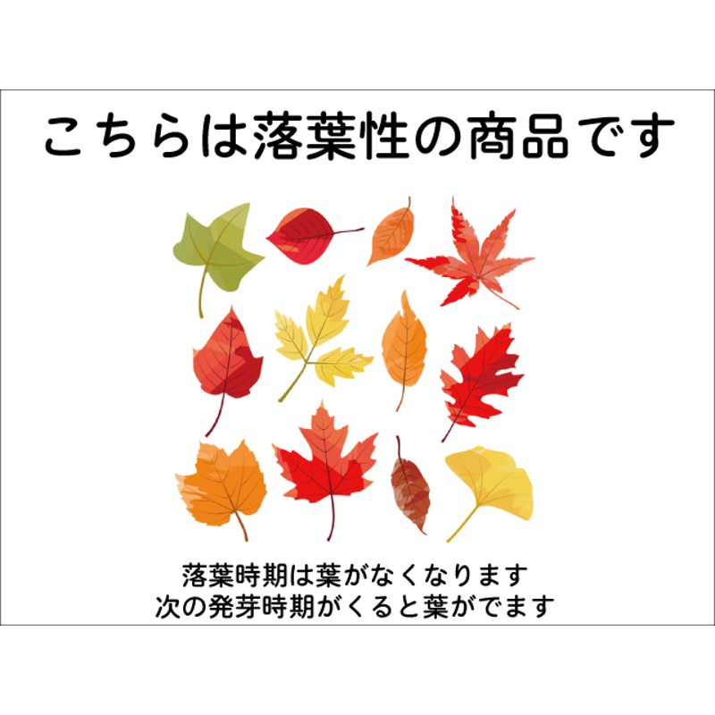 メグスリノキ 単木 0.8m 露地 2本 苗 通販 LINEポイント最大0.5%GET