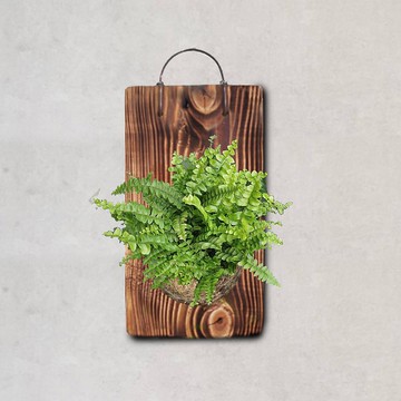 植栽 室內盆栽 植物 波士頓蕨 上板