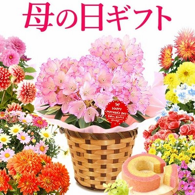 敬老の日 22 プレゼント ギフト 花 鉢植え 珍しい 花とスイーツ カーネーション 以外 あじさい ダリア ベコニア お菓子 60代 70代 80代 Flower Dset 通販 Lineポイント最大0 5 Get Lineショッピング