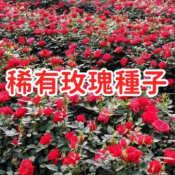 【稀有玫瑰種子 】台灣香水玫瑰 千葉玫瑰 粉妝樓迷你玫瑰 攀緣玫瑰 庭院陽台盆栽 四季開花 香氣濃郁
