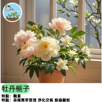 佳美 現貨 新品牡丹梔子（50粒）濃香型 四季開花卉室內庭院綠植桌面盆栽淨化空氣 花期長達280天 多年生