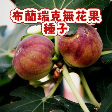 🌱無花果種子 whg9布蘭瑞克無花果  營養豐富  口感軟糯 甜度高  耐寒耐旱易養活 庭院盆栽