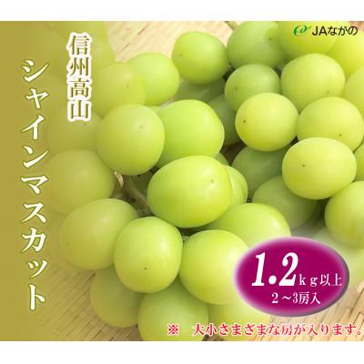 ふるさと納税 高山村 信州高山　シャインマスカット1.2kg以上　2〜3房入り