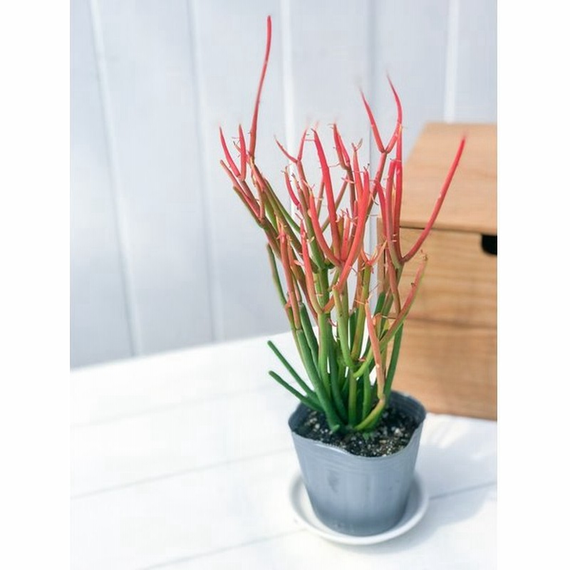 多肉植物 ユーフォルビア ティルカリ ファイヤースティック 3 5号鉢 受け皿付き Euphorbia Tirucalli Fire Sticks スティックオンファイヤー 観葉植物 通販 Lineポイント最大0 5 Get Lineショッピング