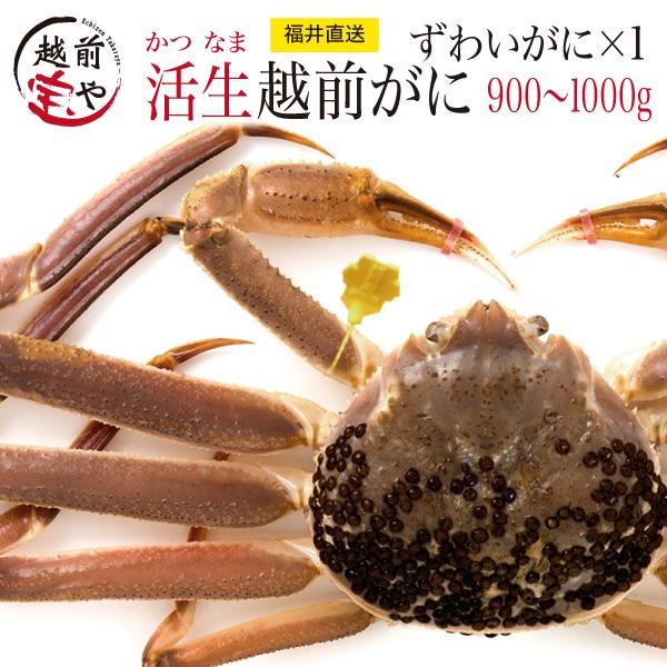 活 越前ガニ 取り寄せ ズワイガニ 900-1000g×1杯 ((常温)) ズワイガニ姿 ずわい蟹 活きたまま