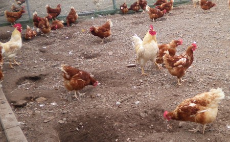 北海道伊達「太陽の園」の平飼たまご（有精卵）たまごの心 40個 Lサイズ