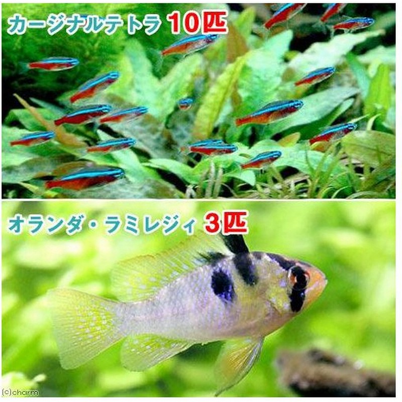 熱帯魚 カージナルテトラ ワイルド １０匹 オランダ ラミレジィ 国産ブリード ３匹 北海道 九州航空便要保温 通販 Lineポイント最大0 5 Get Lineショッピング