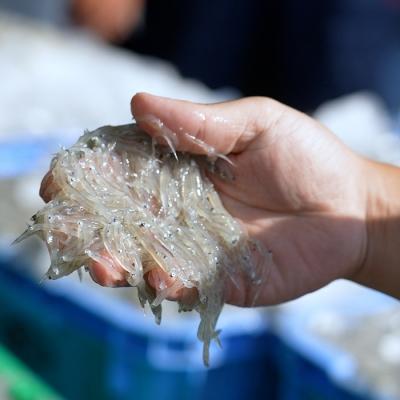 ふるさと納税 淡路市 淡路島の生しらす(5食パック)