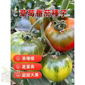 🔥草莓番茄 FQ-16超甜爆汁 小番茄 易種植 產量高 易栽好活 可盆栽 西紅柿種子~盆栽蔬菜種子 #tomat