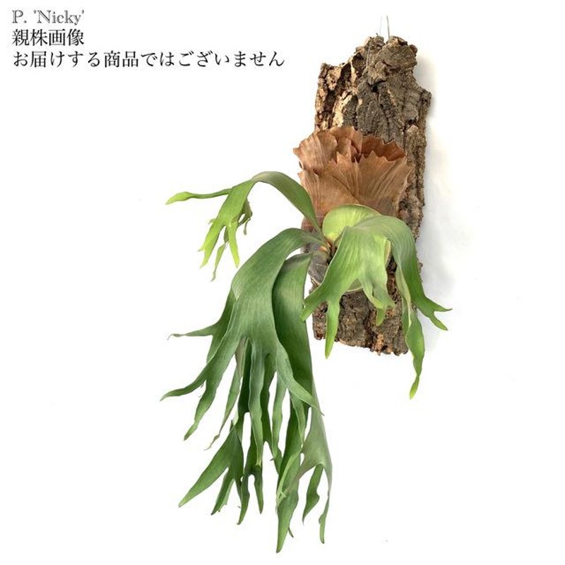 現品) コウモリラン 'ニッキー' (No.40683) (ビカクシダ プラティセリウム 観葉植物 おしゃれ インテリア 吊り下げ 壁掛け ビフルカツム  × マウントルイス) | LINEブランドカタログ