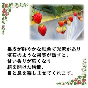 ふるさと納税 いちご さぬきひめ 約 1kg 250g 4パック 完熟 朝採れ 香川県さぬき市