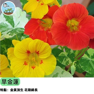 🌼【花葉皆美 可食可賞】旱金蓮種子 金蓮花混合 陽台爬藤盆栽 香草植物 花茶沙拉入菜 四季開花 台灣現貨 新手必種