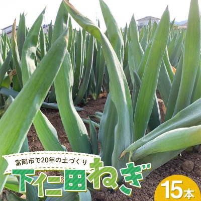 下仁田ねぎ15本 長ネギ 長ねぎ 長葱 ねぎ ネギ 有機肥料 野菜 群馬県 富岡市