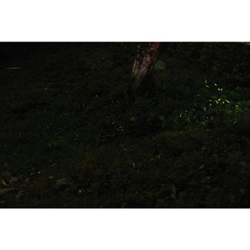 好友搶購|台中｜點亮東勢~最夢幻賞螢聖地.北屯新村.安妮公主花園.浪漫桐花雪.大毅老爺行旅二日｜高雄台南_26KHHTXG14