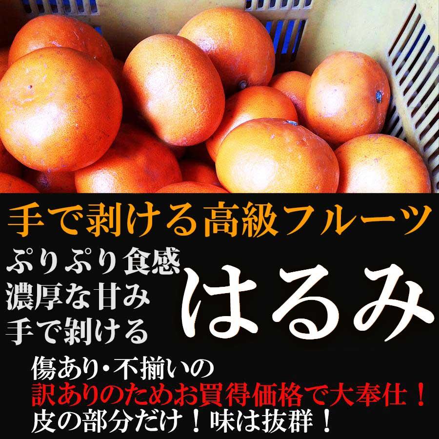  みかん はるみ 2kg 訳あり 大特価 ブランド 和歌山県産 産直 オレンジ フルーツ 果物