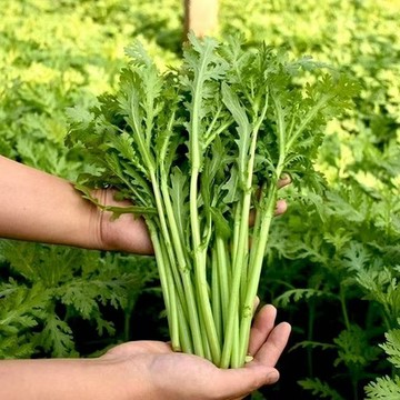 【茼蒿種子】 家庭盆栽蔬菜 四季可播 發芽率高 快速收穫 食用安心  新手友善陽台菜園 30天採收 耐病蟲