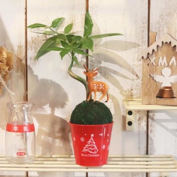 Light+Bio 耶誕麋鹿綠苔球-發財樹