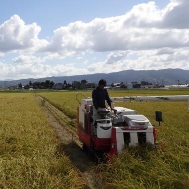 お米 白米 5kg コシヒカリ 令和5年産 2023年産 石川県産 特別栽培 栽培期間中農薬不使用