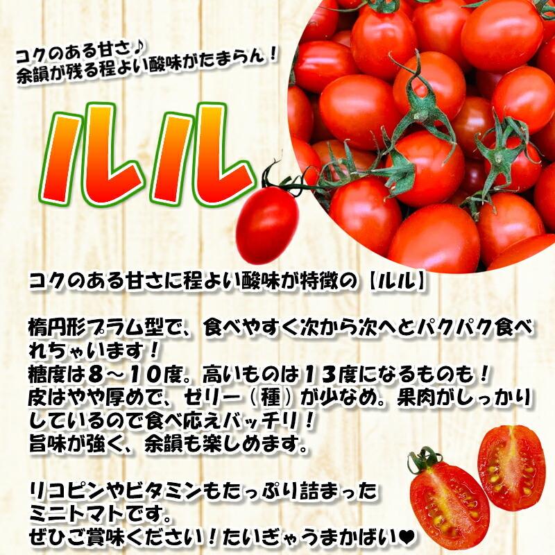 ミニトマト [ルル] 3kg 熊本県産 新鮮 産地直送 甘い お取り寄せ お得 サラダ お弁当 おやつ 糖度8〜10度 美味しい